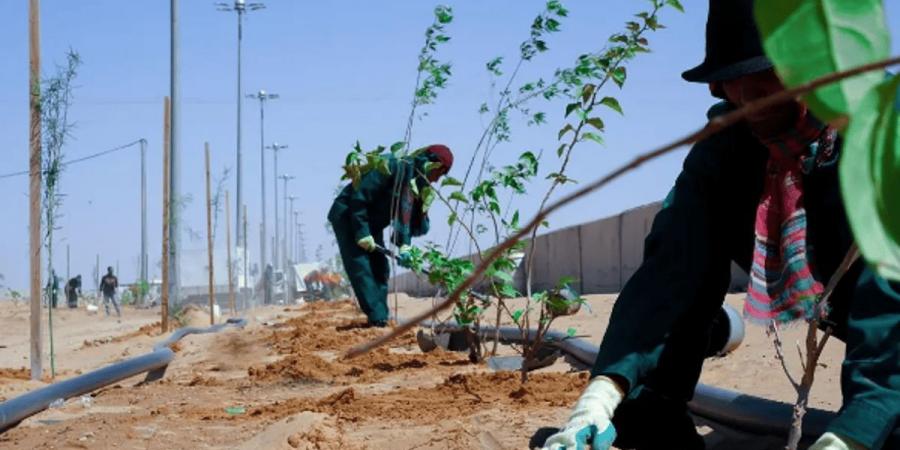 زراعة نحو 300 ألف شجرة وشتلة بميادين وساحات وحدائق منطقة الباحة في 2024 - اخبارك الان