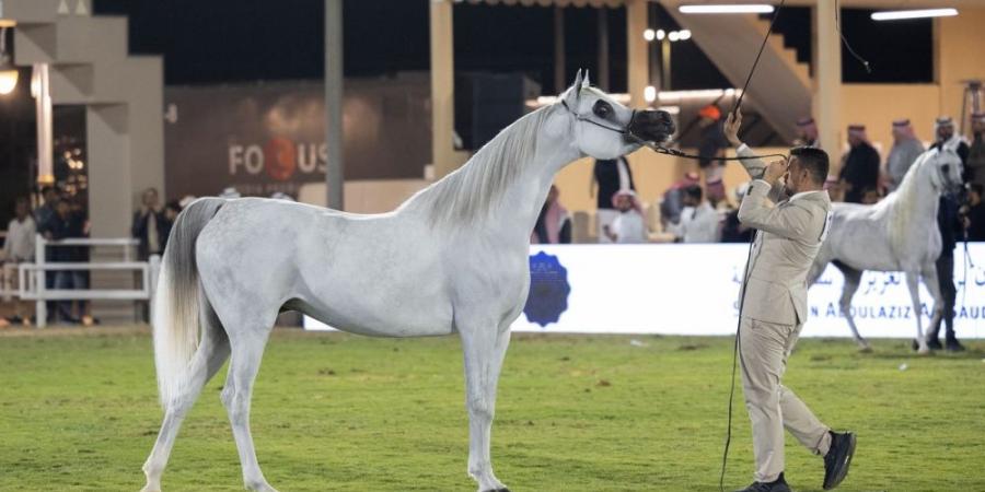 انطلاق مهرجان الأمير سلطان بن عبدالعزيز العالمي للجواد العربي - اخبارك الان