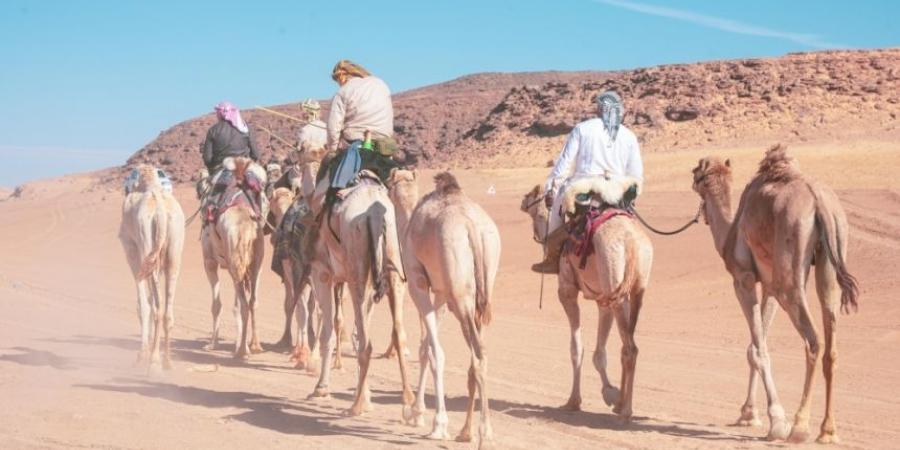 صور| رحّالة بريطانيون يقطعون 500 كم على ظهور الإبل بمحمية الملك سلمان - اخبارك الان