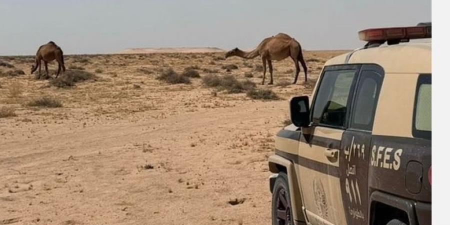 ضبط مواطن لارتكابه مخالفة الرعي في محمية الملك عبد العزيز - اخبارك الان