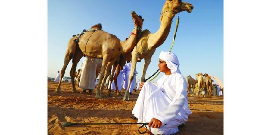 أجواء مفعمة بالأصالة.. ومزاينات الإبل - اخبارك الان