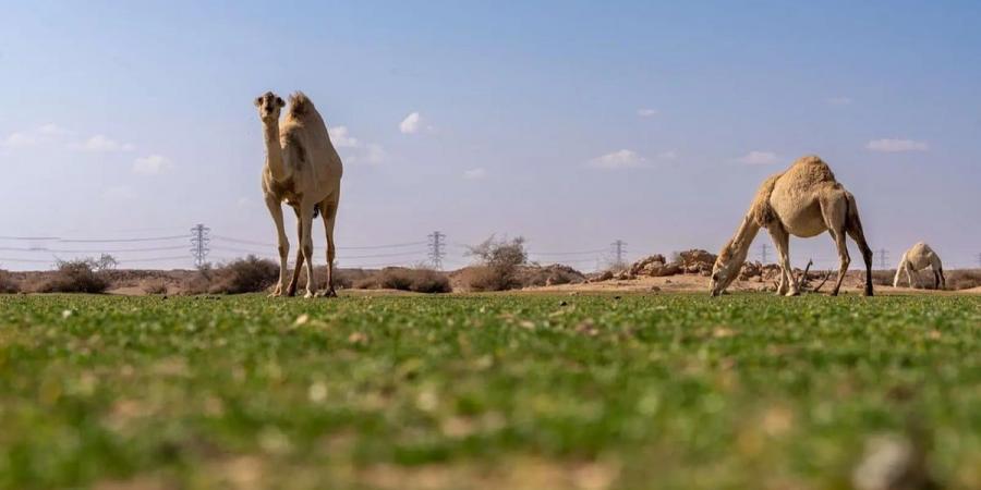 الإبل في فياض غرب رفحاء.. لوحة جمالية تجمع الطبيعة والتراث - اخبارك الان