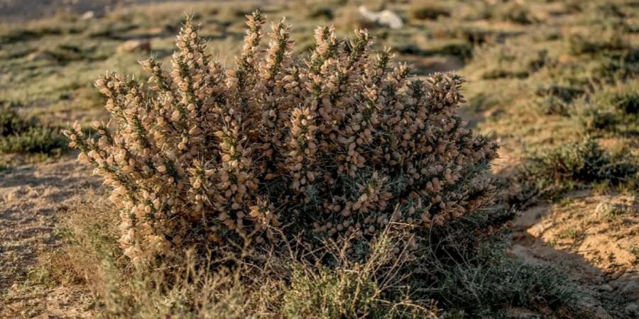 "شجيرة القتاد" تسهم في التنوع البيئي بالحدود الشمالية - اخبارك الان