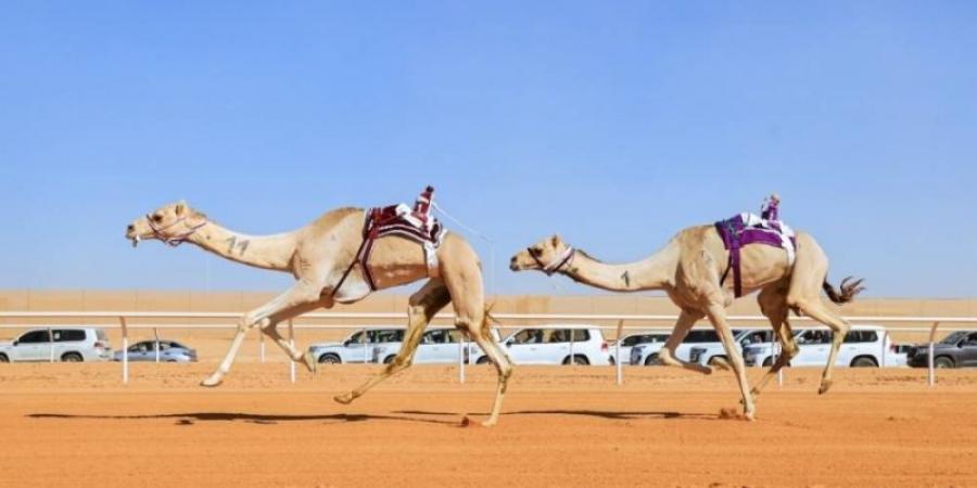 تحت رعاية المليك.. مهرجان خادم الحرمين للهجن يختتم الأربعاء - اخبارك الان