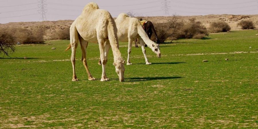 الإبل في فياض غرب رفحاء.. لوحة جمالية تجمع الطبيعة والتراث - اخبارك الان