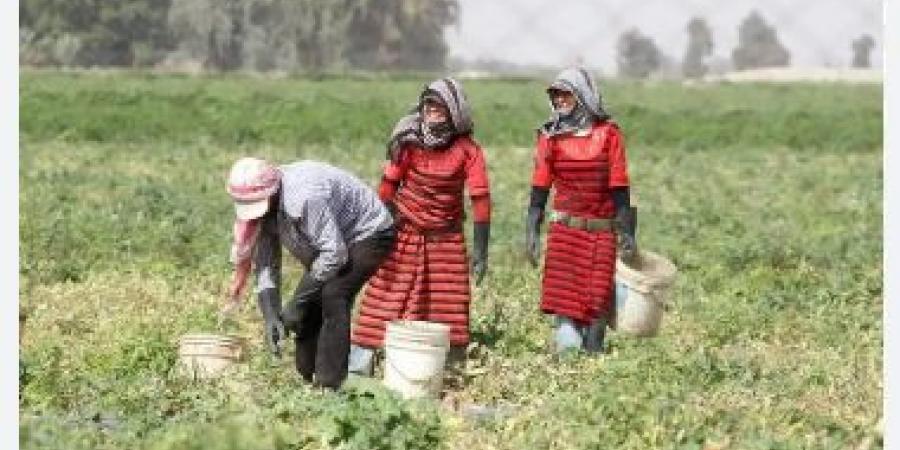 73 ألف لاجئ يعملون بالقطاع الزراعي في الاردن - اخبارك الان