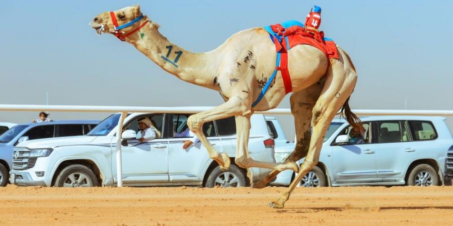 أكثر من 33 مليون مشاهد لمهرجان خادم الحرمين الشريفين  - اخبارك الان