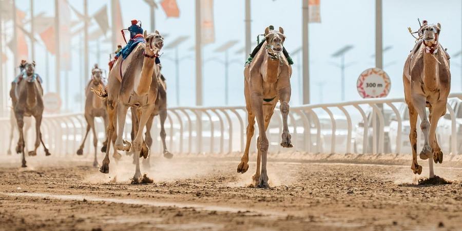 ارتفاع أعداد المشاركين في مهرجان خادم الحرمين الشريفين للهجن 2025 - اخبارك الان