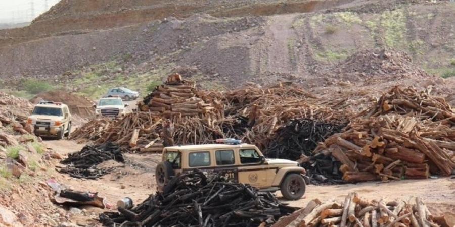 المدينة المنورة.. ضبط مواطن مخالف لنظام البيئة لنقل الحطب المحلي - اخبارك الان