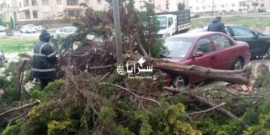 بالصور .. سقوط شجرة على عدد من المركبات في إربد - اخبارك الان