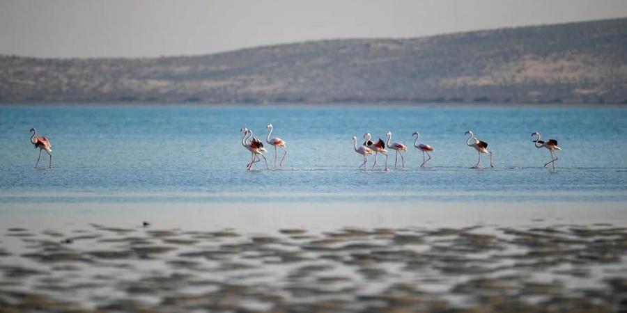 تسجيل 10 آلاف طائر مائي في محمية جزر فرسان - اخبارك الان