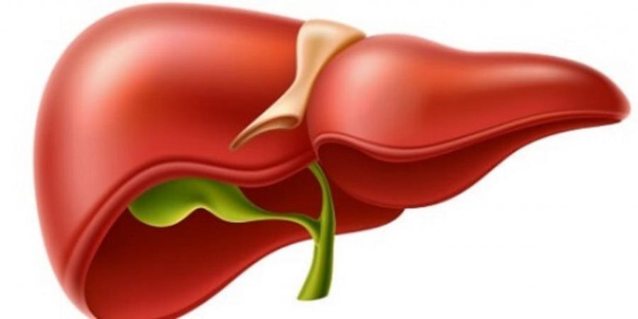 دراسة تكشف تأثير الكحول على الكبد - اخبارك الان