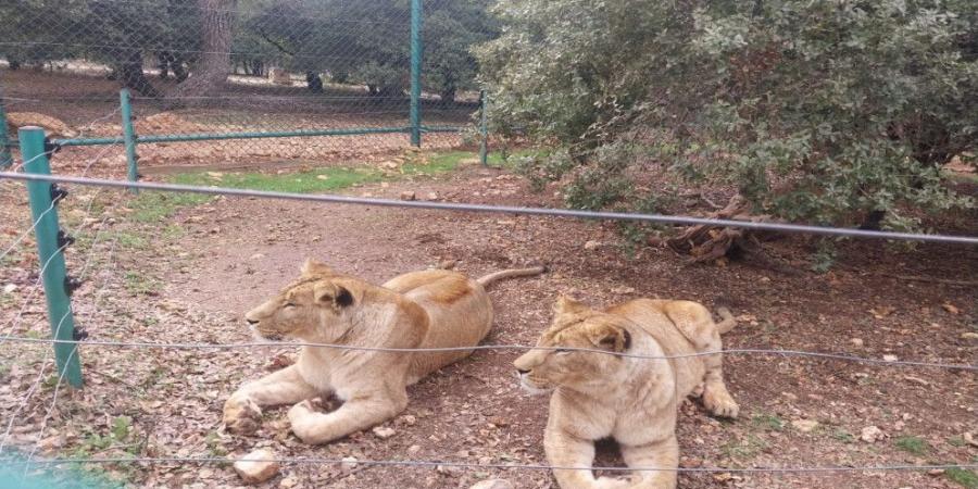 جرش: 31735 زائرًا لمحمية المأوى العام الماضي - اخبارك الان