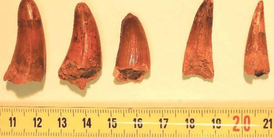 ضبط أسنان ديناصورات كبيرة في مركبة شحن بفرنسا.. ما القصة؟ - اخبارك الان