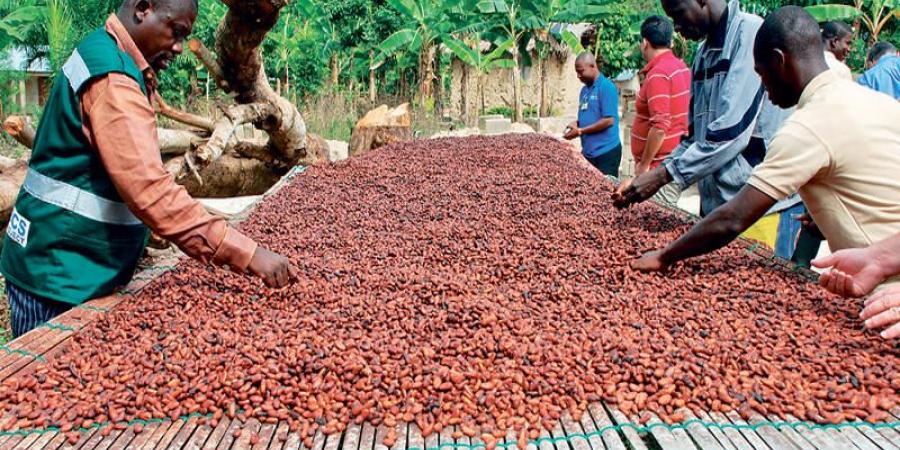 بريطانيا تستثمر 40 مليون دولار لدعم زراعة الكاكاو في نيجيريا - اخبارك الان