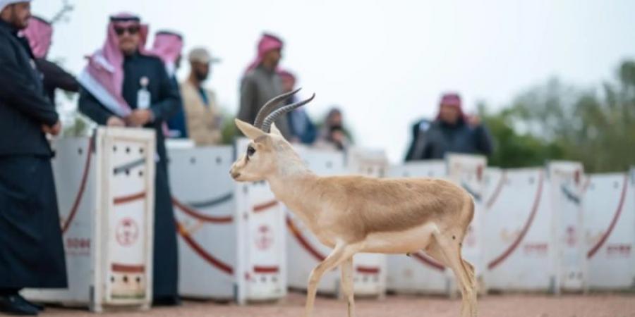 الحياة الفطرية يطلق 10 ظباء ريم في متنزه الزلفي الوطني ضمن جهود الاستدامة البيئية - اخبارك الان