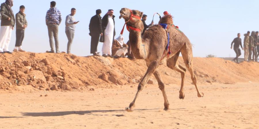 بمشاركة ثلاث دول عربية.. اليوم الأول لسباق الهجن بالاسماعيلية - اخبارك الان